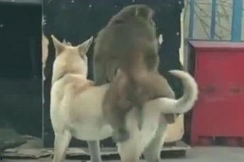 吃瓜群众三只狗是真的吗,真相还是虚构?