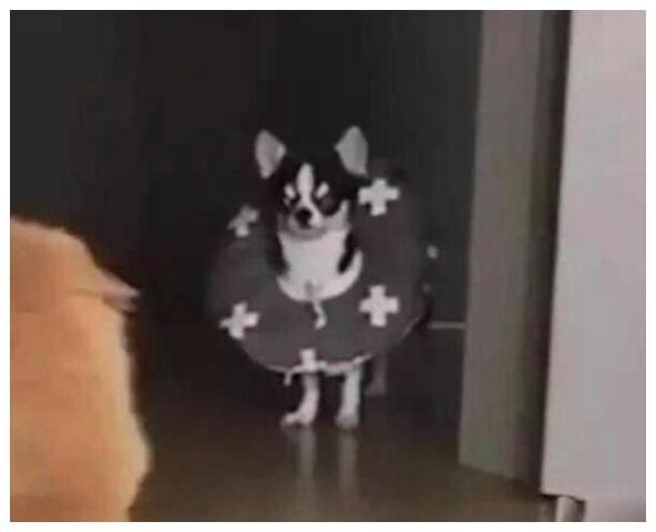 吃瓜群众三只狗是真的吗,真相还是虚构?