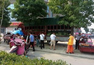 卖瓜小贩吃瓜群众,卖瓜小贩与吃瓜群众的市井百态