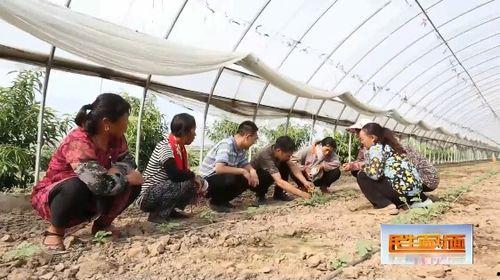 花亦山吃瓜群众成就,成就背后的故事与启示