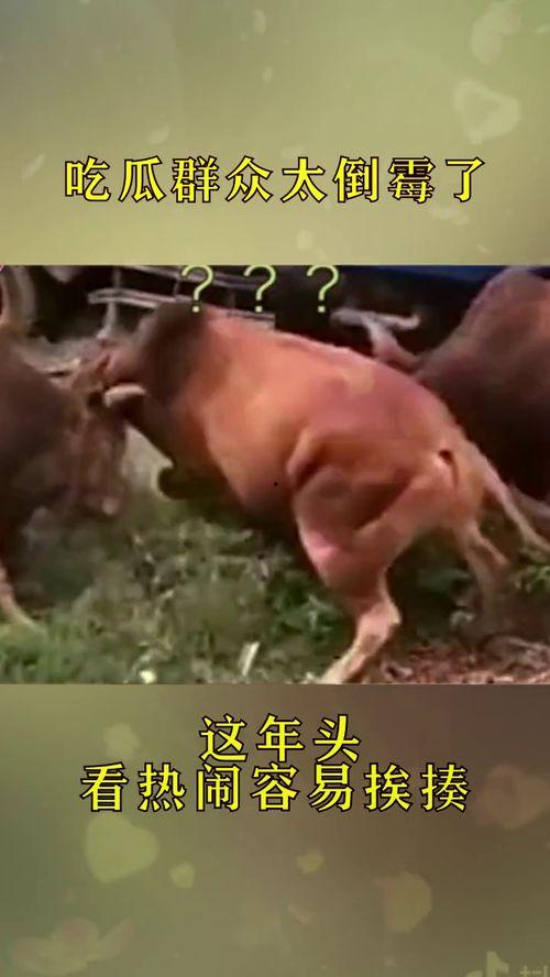 吃瓜群众交房租,揭秘房租背后的那些事儿